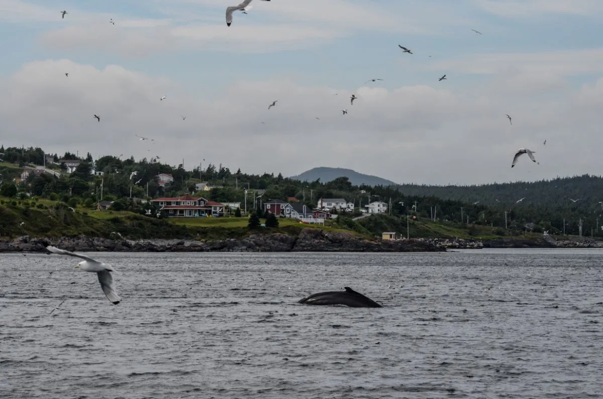 A whale surfacing near a Newfoundland harbour