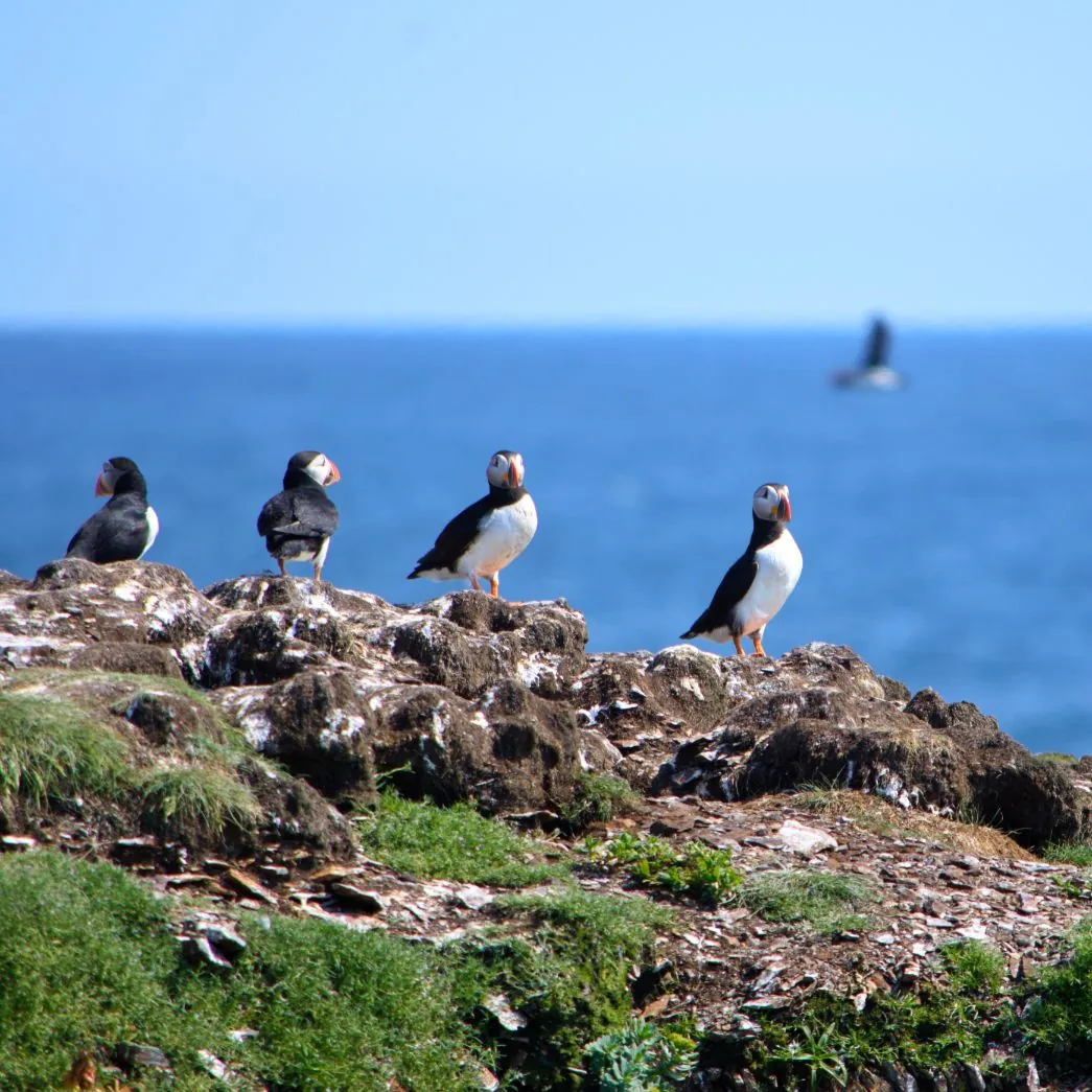 puffins on a cliff