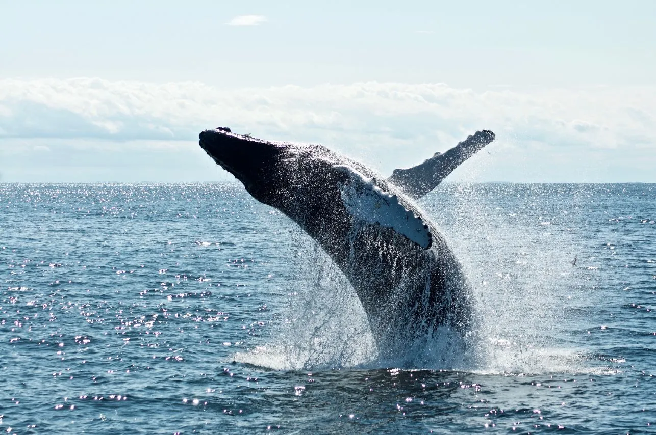 a whale breaching